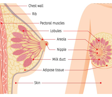 Dr. Pooja Nandwani Patel